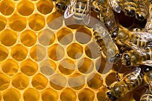 Bees on honeycells