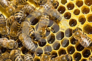 Bees on honeycells