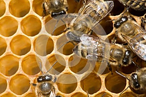 Bees on honeycells