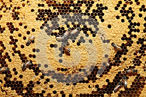 Bees on honeycells