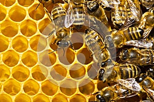 Bees on honeycells