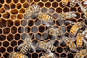 Bees on honeycells