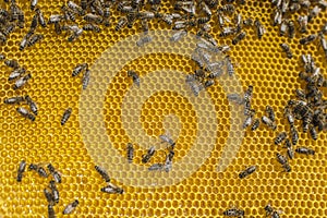 Bees on honeycells