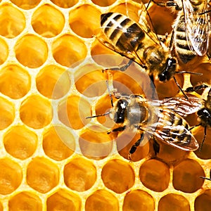 Bees on honeycells