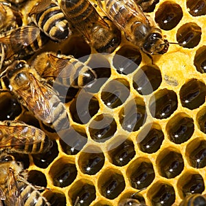 Bees on honeycells