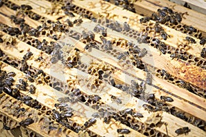 Bees on honeycells