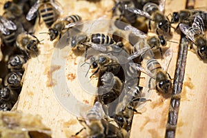 Bees on honeycells