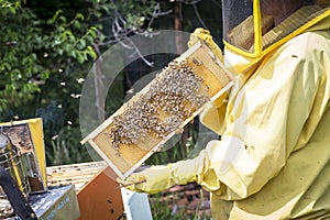 Bees on honeycells