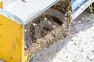 Bees on honeycells