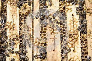 Bees on honeycells