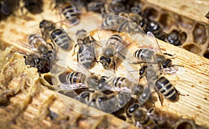 Bees on honeycells
