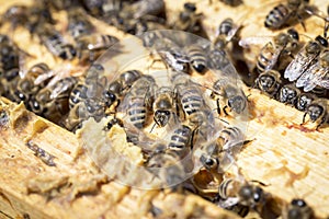 Bees on honeycells