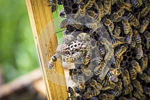 Bees on honeycells