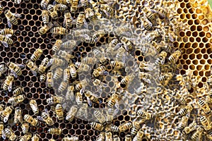 Bees on honeycells