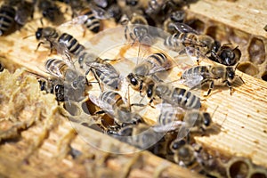 Bees on honeycells