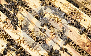 Bees on honeycells