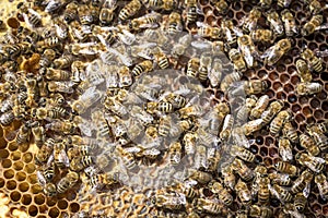 Bees on honeycells