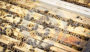 Bees on honeycells