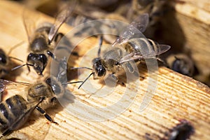 Bees on honeycells