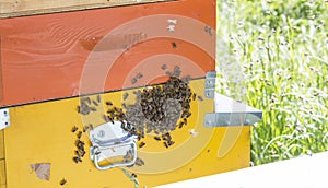 Bees on honeycells