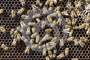 Bees on honeycells