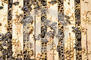 Bees on honeycells