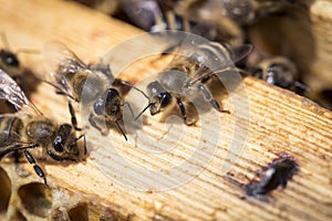 Bees on honeycells