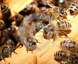 Bees on honeycells