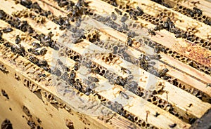 Bees on honeycells