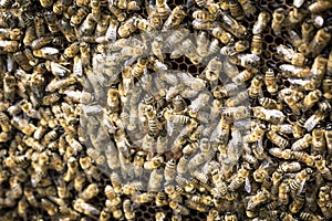 Bees on honeycells