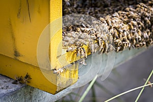 Bees on honeycells