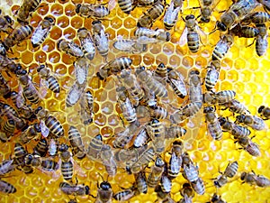 Bees on honeycomb photo