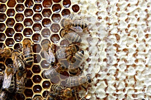 Bees on honeycomb