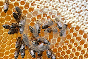 Bees on honeycomb