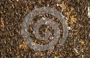 Bees and honeycomb