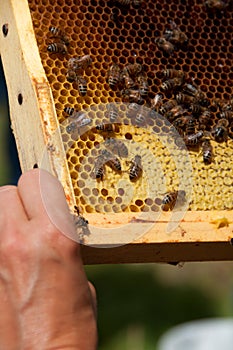 Bees on a Honeycomb