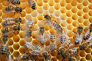 Bees on honeycomb