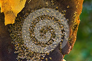Bees in a honeycomb