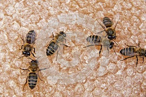 Bees on honeycomb