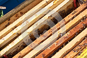 Bees on honeycomb