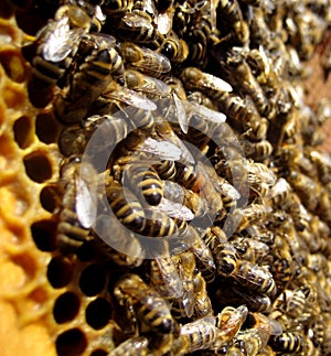 Bees and honeycomb