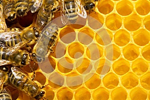 Bienen auf der bienenwabe 