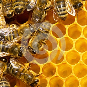 Bees on honeycomb