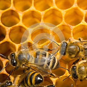 Včely na plástev medu 