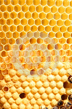 Bees on honeycomb