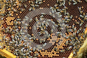 Bees on the honeycomb, background. Honey cell with bees. Apiculture. Apiary. beehive with honey bees, frames of the hive