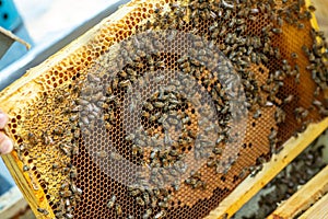 Bees on the honeycomb, background. Honey cell with bees. Apiculture. Apiary. Wooden beehive and bees. beehive with honey
