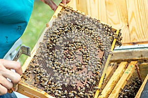 Bees on the honeycomb, background. Honey cell with bees. Apiculture. Apiary. Wooden beehive and bees. beehive with honey