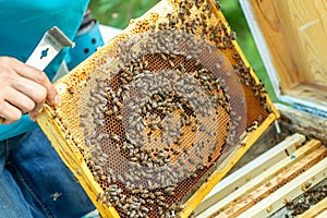 Bees on the honeycomb, background. Honey cell with bees. Apiculture. Apiary. Wooden beehive and bees. Beekeeping and