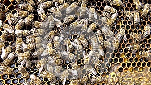 Bees on honeycomb with bee uterus